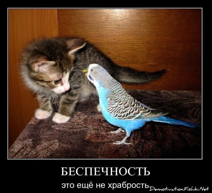 Смешной демотиватор от zubrilov за 02.03.2011 №69994