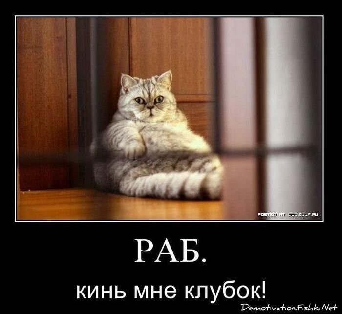 Смешной демотиватор от zubrilov за 02.03.2011 №70001