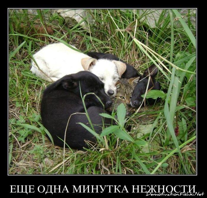 Смешной демотиватор от zubrilov за 02.03.2011 №70017