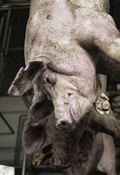 Разделка свиных тушей (17 фото)