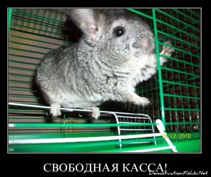 Демотиватор