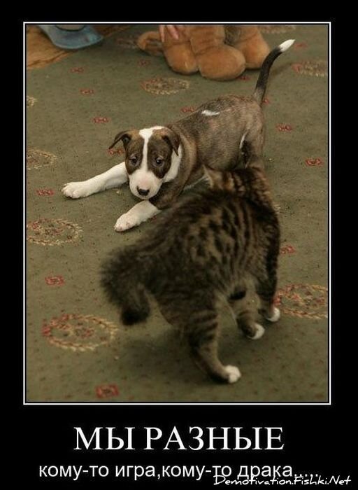 Смешной демотиватор от zubrilov за 05.03.2011 №70385