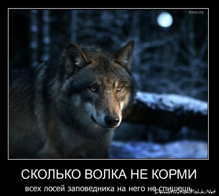 Демотиватор