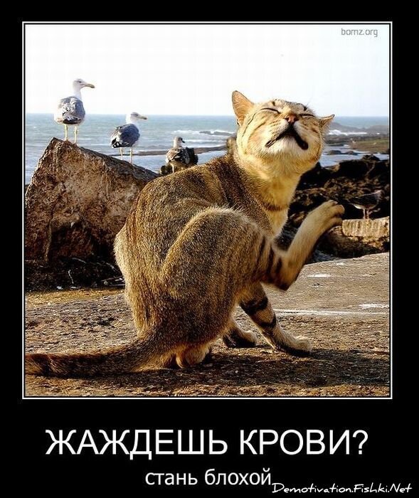 Демотиватор