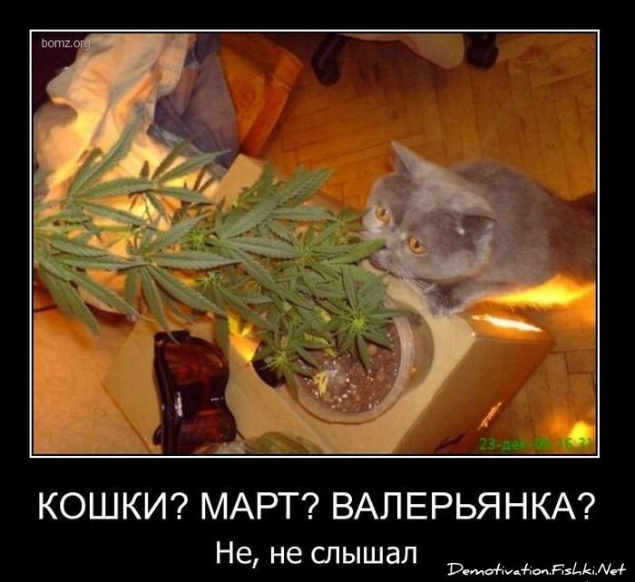 Смешной демотиватор от zubrilov за 11.03.2011 №70821