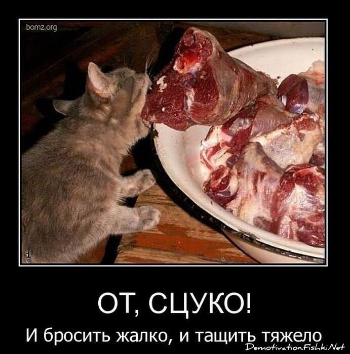 Смешной демотиватор от zubrilov за 11.03.2011 №70827