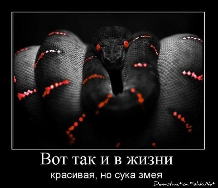 Смешной демотиватор от zubrilov за 11.03.2011 №70852