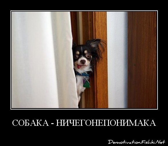 Собака - ничегонепонимака
