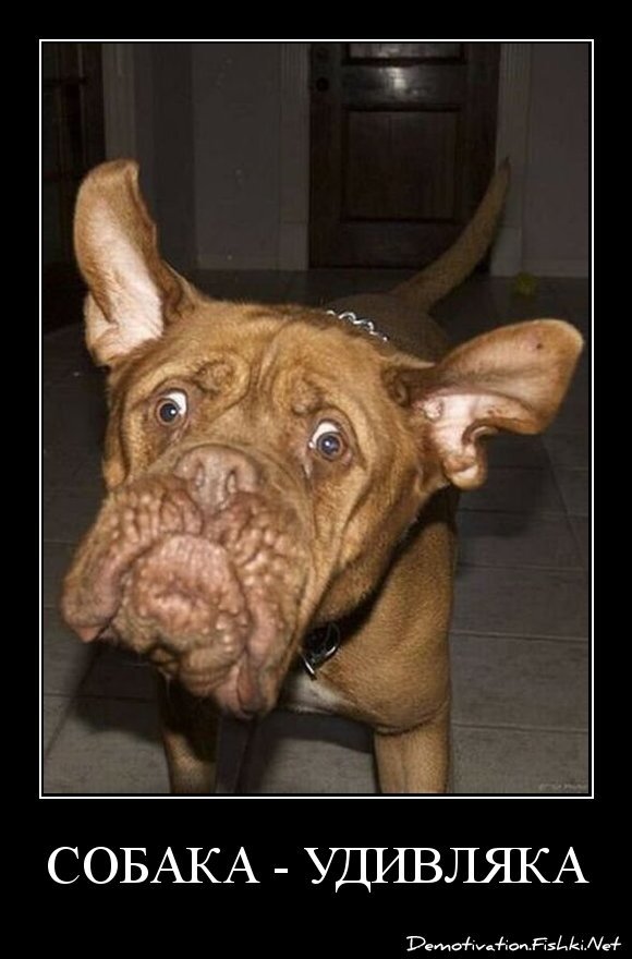 Собака - удивляка