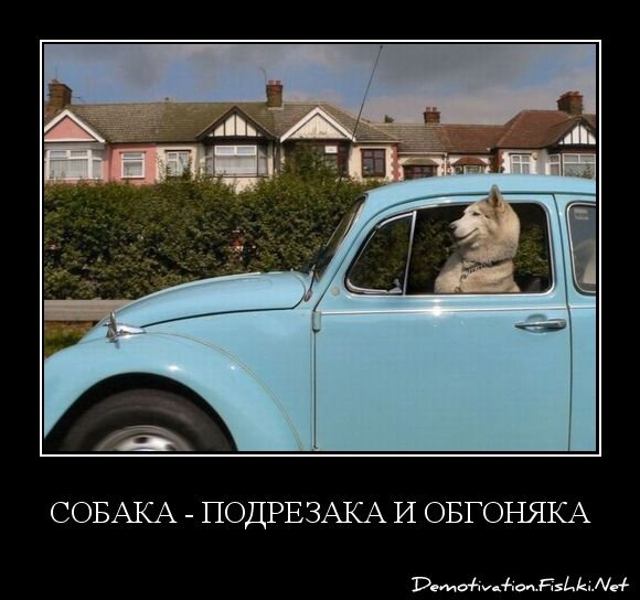 Собака - подрезака и обгоняка