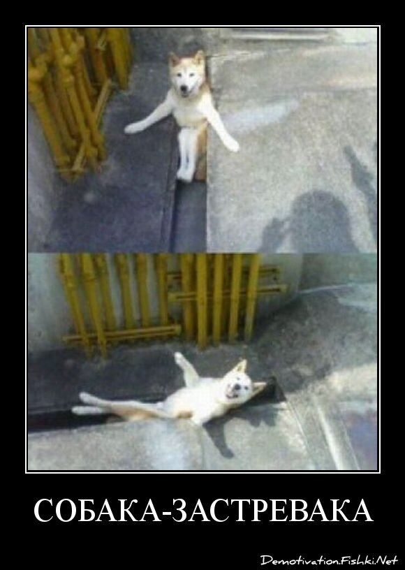 СОБАКА-ЗАСТРЕВАКА