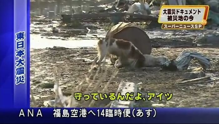 Собачья дружба и преданность (видео)