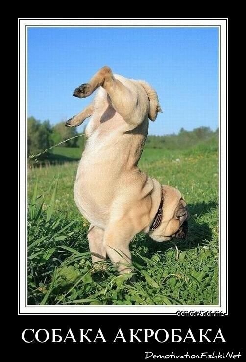 Демотиватор