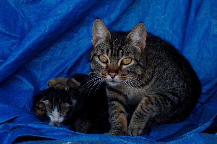 Прикольные фото и картинки от zubrilov за 22.03.2011 №71751