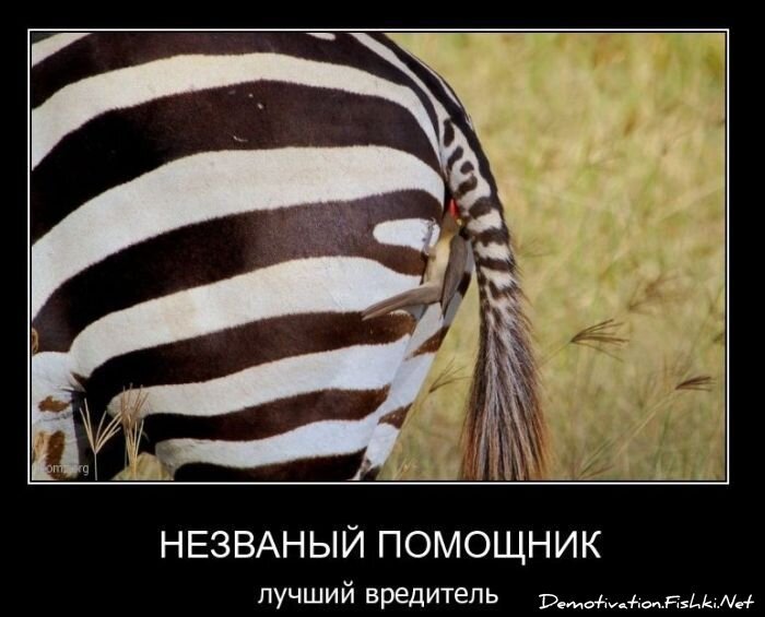 Смешной демотиватор от zubrilov за 23.03.2011 №71951