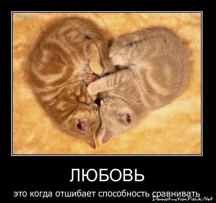 Смешной демотиватор от zubrilov за 23.03.2011 №71963