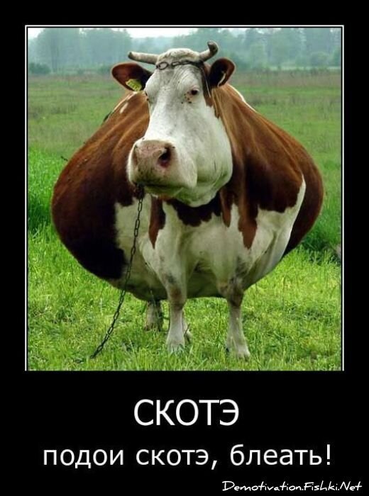 Смешной демотиватор от zubrilov за 25.03.2011 №72321