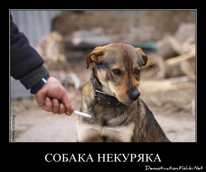 Смешной демотиватор от zubrilov за 30.03.2011 №72730