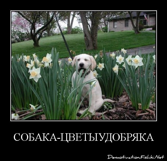 собака-цветыудобряка