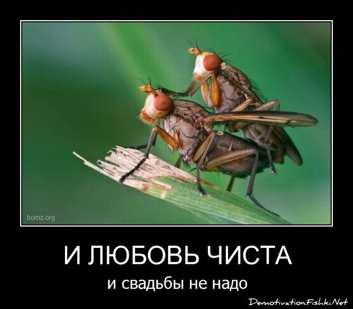 Смешной демотиватор от zubrilov за 06.04.2011 №73449