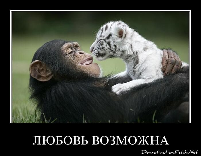 Смешной демотиватор от zubrilov за 06.04.2011 №73465