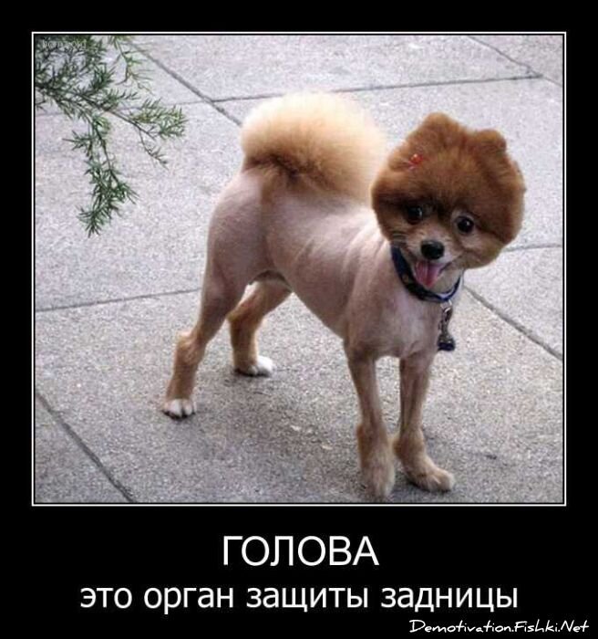 Смешной демотиватор от zubrilov за 08.04.2011 №73627