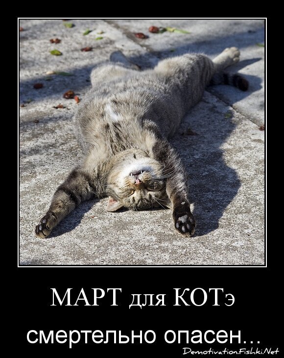 МАРТ для КОТэ