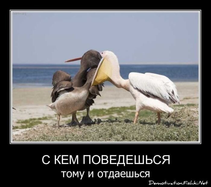 Смешной демотиватор от zubrilov за 13.04.2011 №74062