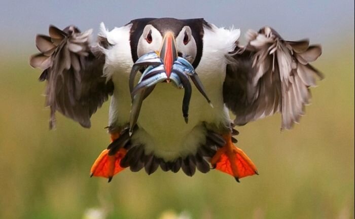 Фотография