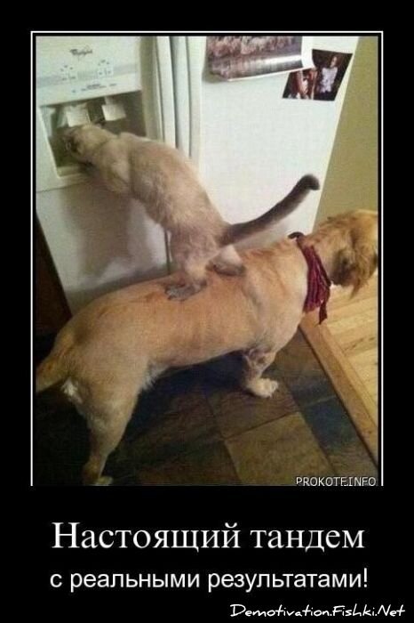 Смешной демотиватор от zubrilov за 15.04.2011 №74407
