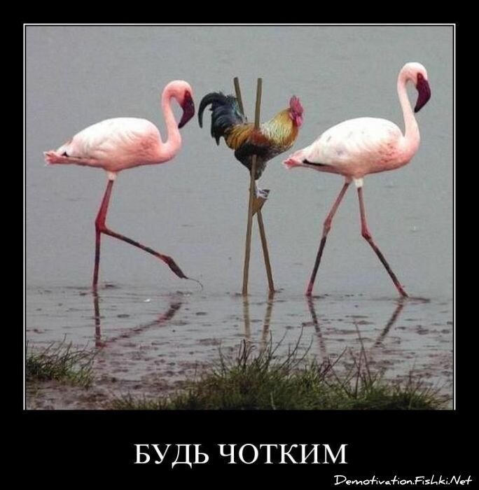 Смешной демотиватор от zubrilov за 20.04.2011 №74763