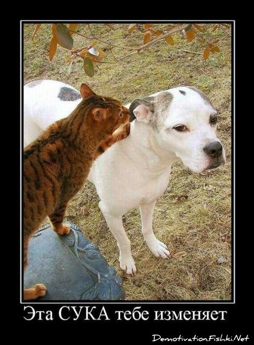 Демотиватор