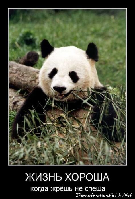 Смешной демотиватор от zubrilov за 20.04.2011 №74793