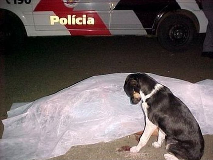 Верность мексиканской собачки своему убитому хозяину (2 фото)