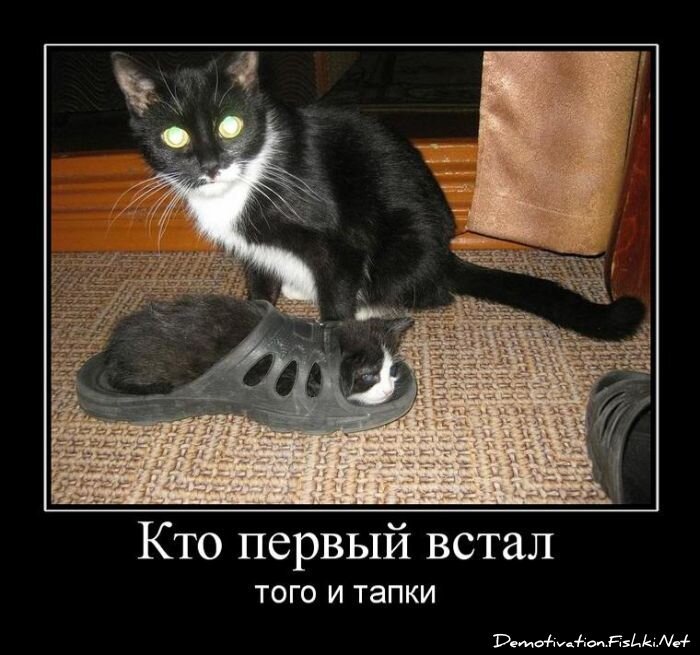 Смешной демотиватор от zubrilov за 20.05.2011 №77384