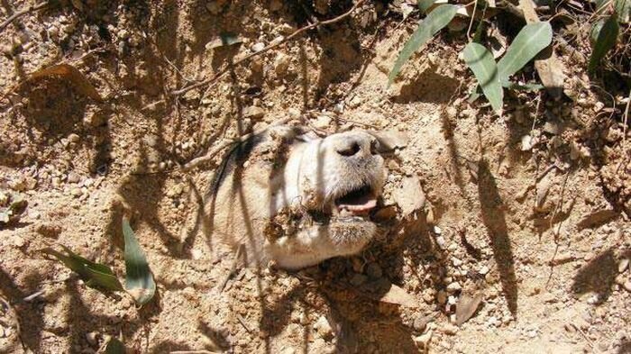 Спасенная собака (3 фото)