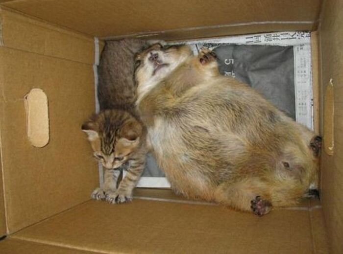 Прикольные фото и картинки от zubrilov за 31.05.2011 №78185