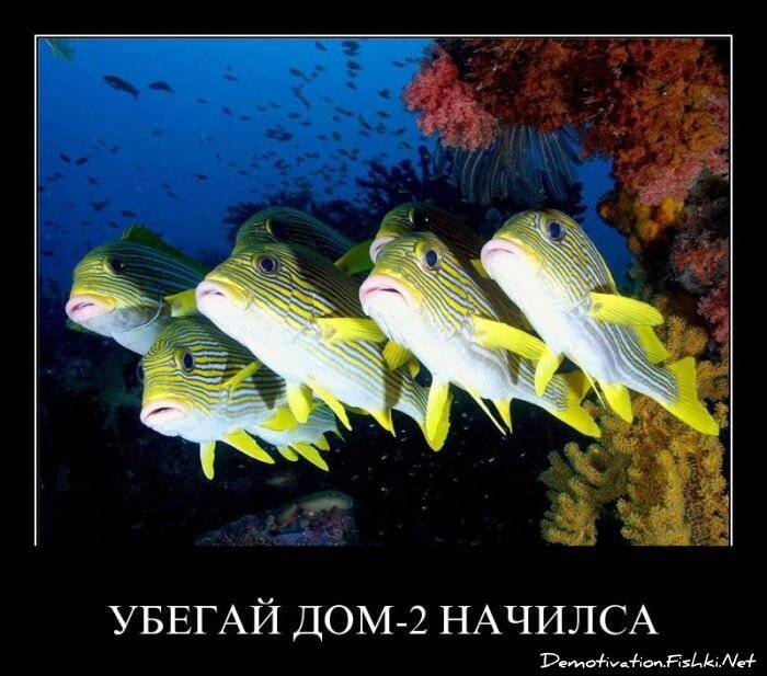 Смешной демотиватор от zubrilov за 03.06.2011 №78630