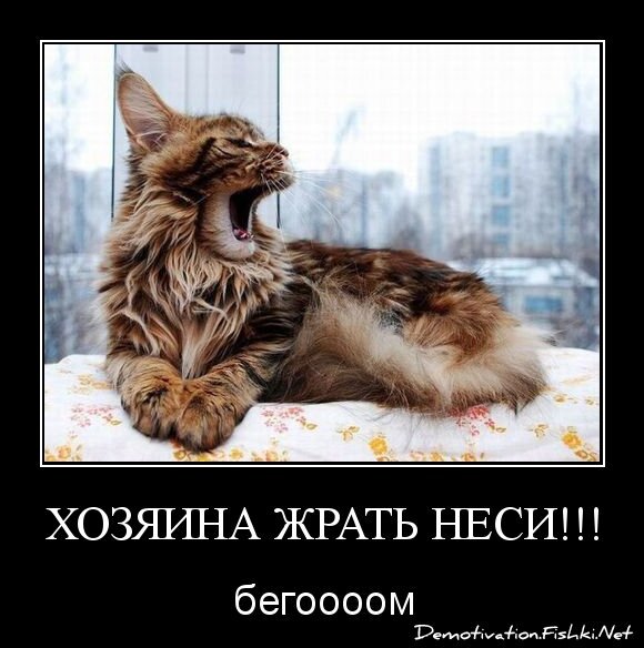 ХОЗЯИНА ЖРАТЬ НЕСИ!!!