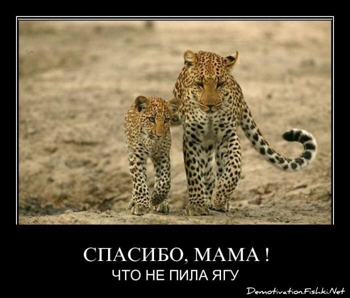 Смешной демотиватор от zubrilov за 24.06.2011 №80381