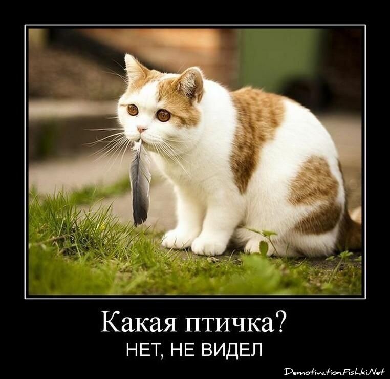 Смешной демотиватор от zubrilov за 29.06.2011 №80805