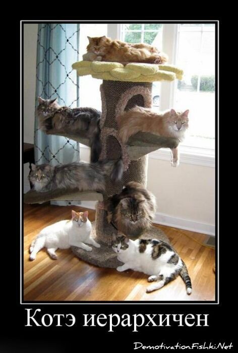 Смешной демотиватор от zubrilov за 06.07.2011 №81341