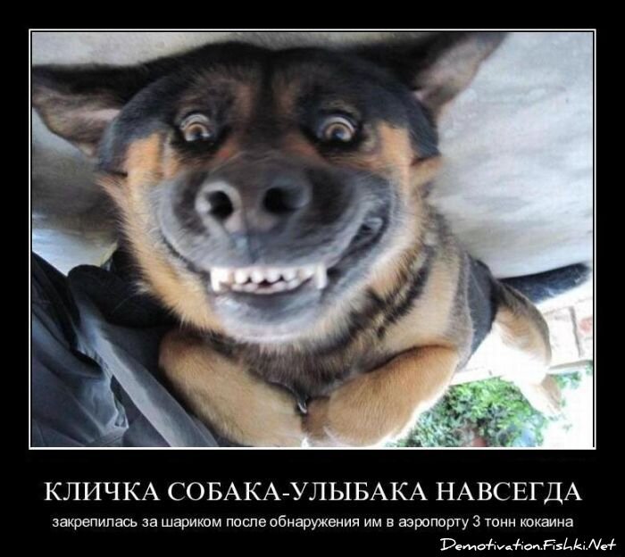 Демотиватор