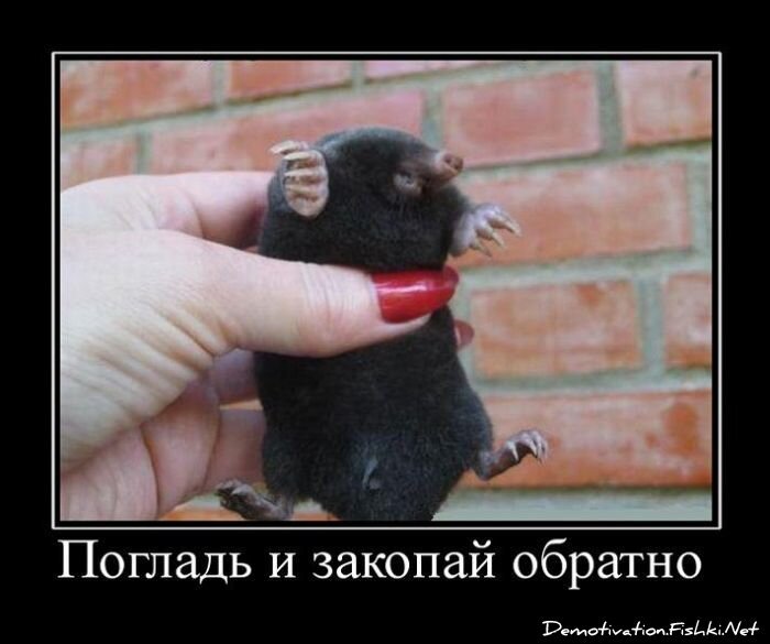 Демотиватор