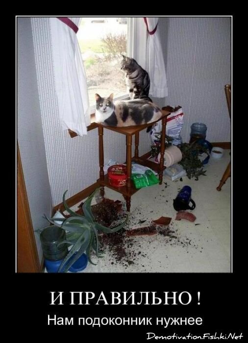 Смешной демотиватор от zubrilov за 19.08.2011 №85697