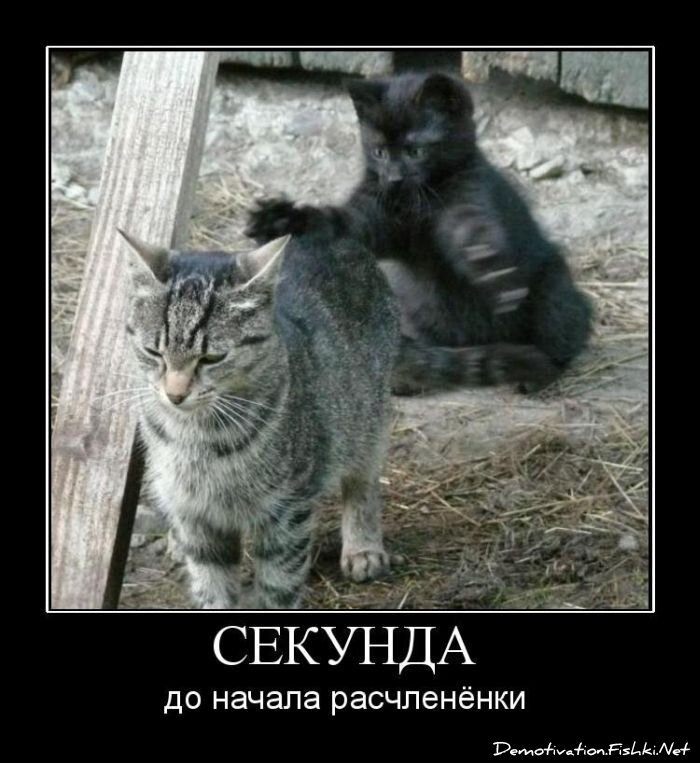 Демотиватор