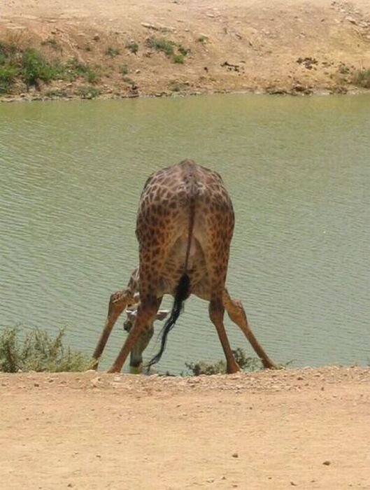 Прикол картинка