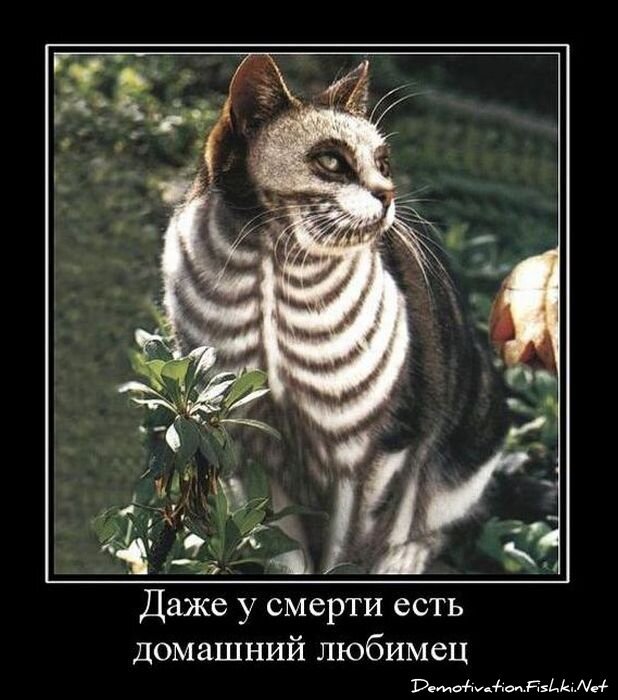 Демотиватор