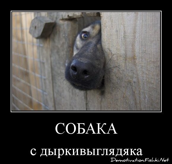 СОБАКА