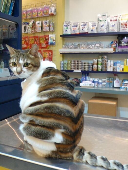 Фотоприкол бесплатно